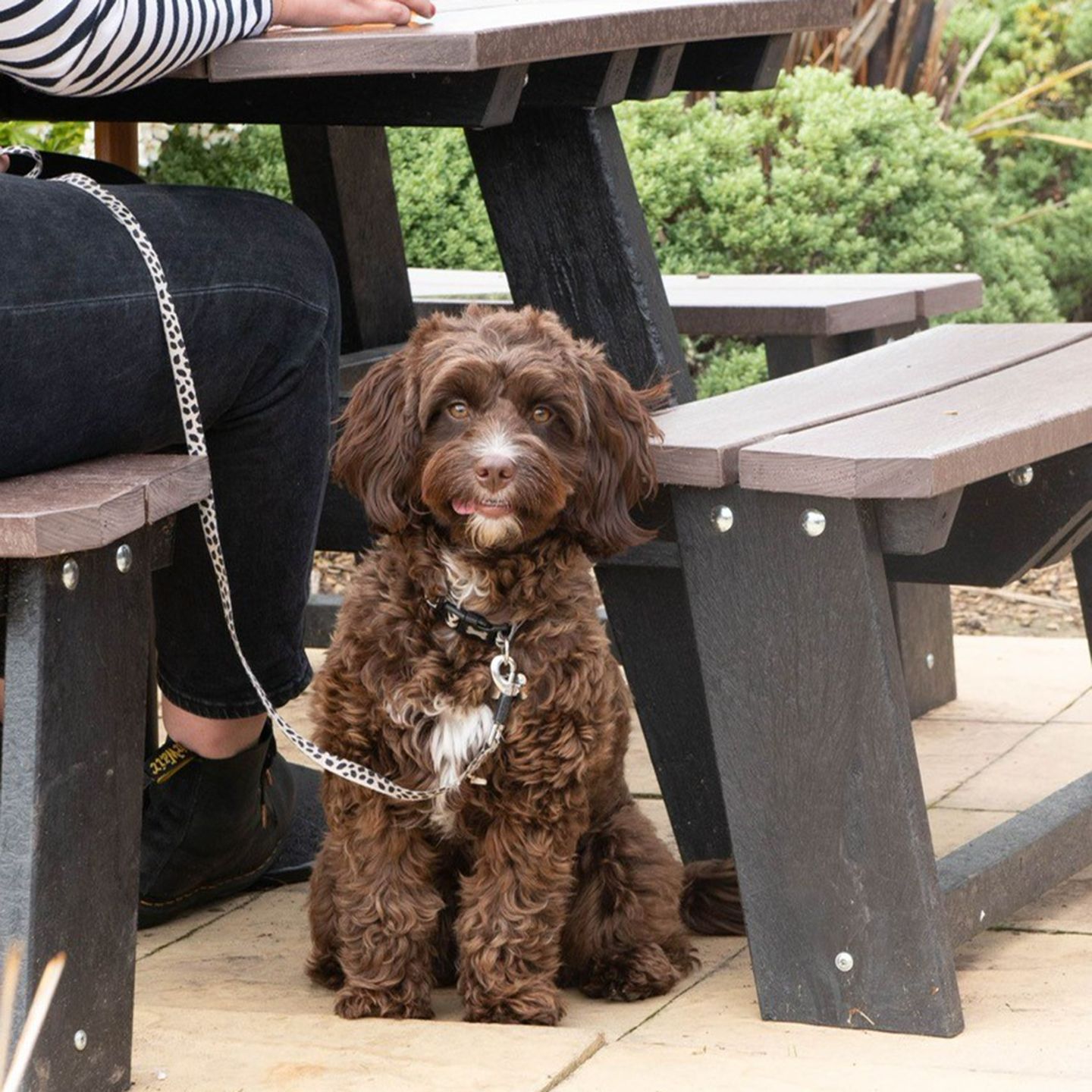 Your local dog friendly pub in St. Clears